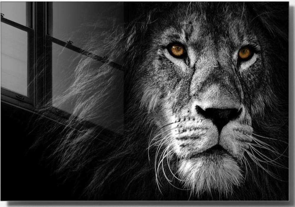 Skleněný obraz 70x50 cm Lion – Wallity Wallity